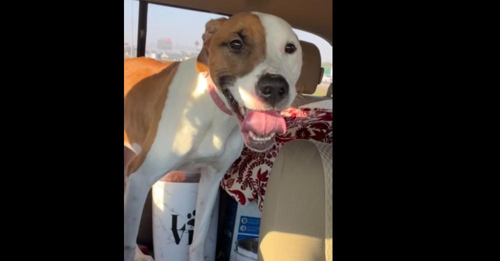 Harmony, Adoptable, Adult Female Labrador Retriever & Terrier.