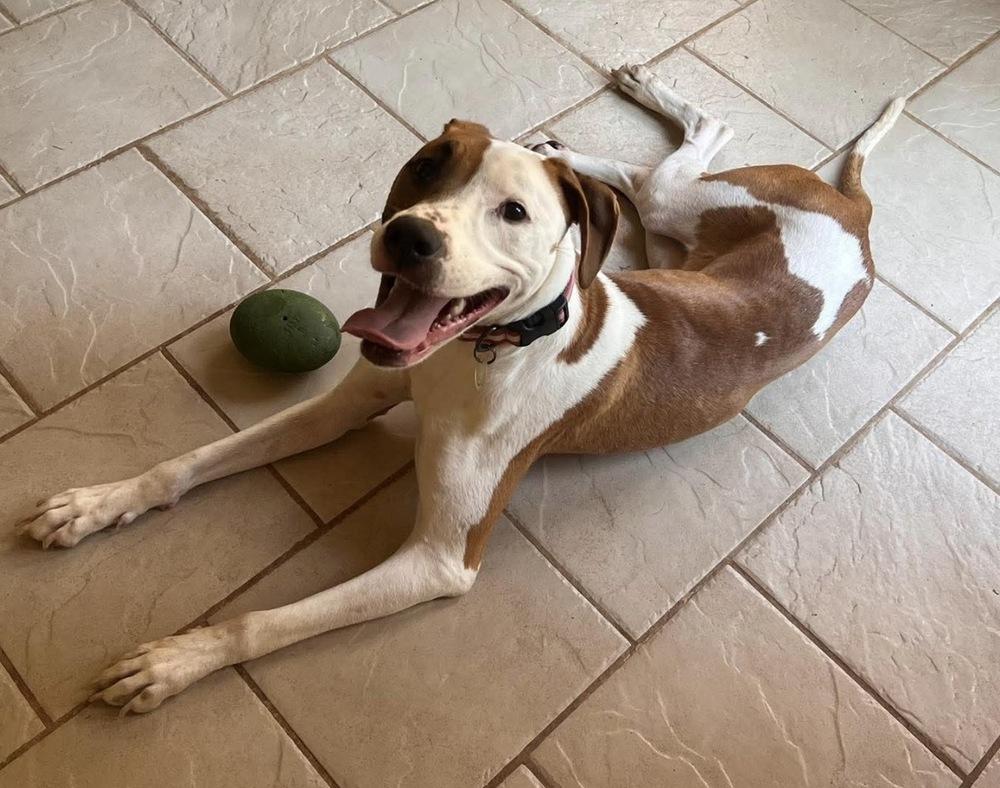 Enlarge Harmony, a Adoptable mixed breed in WARNER ROBINS, GA image 4/6