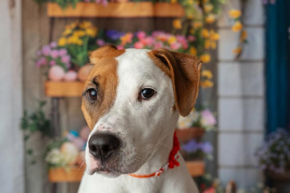 Enlarge Harmony, a Adoptable mixed breed in WARNER ROBINS, GA image 5/6