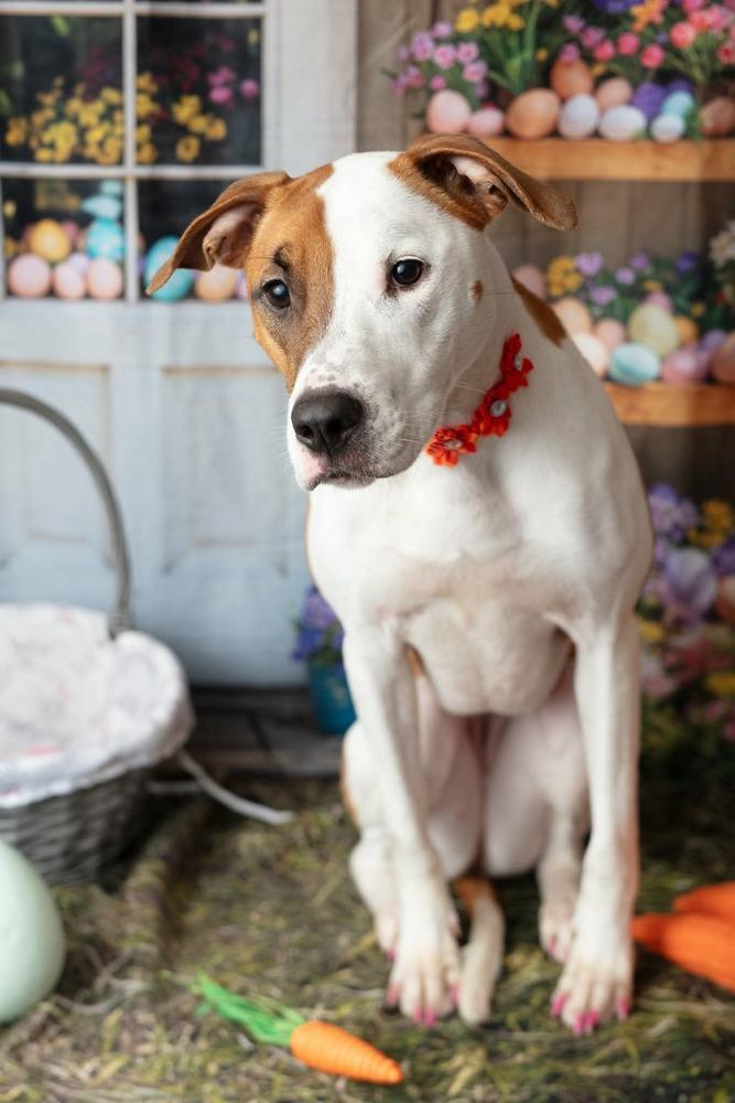 Enlarge Harmony, a Adoptable mixed breed in WARNER ROBINS, GA image 6/6