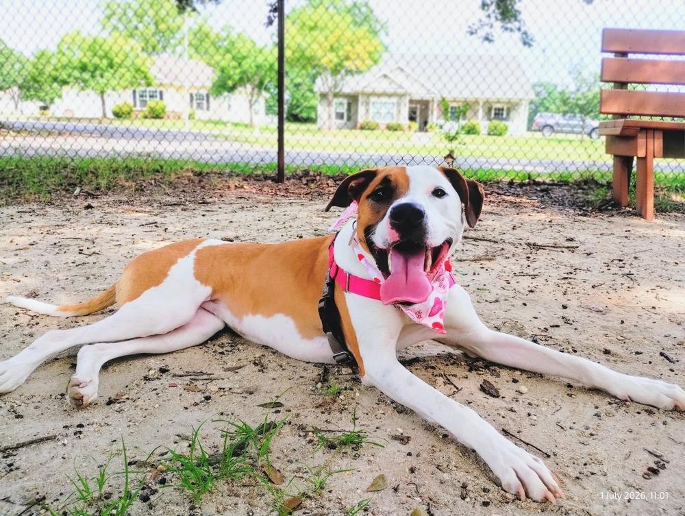 Harmony, a Adoptable mixed breed in WARNER ROBINS, GA image 6/6