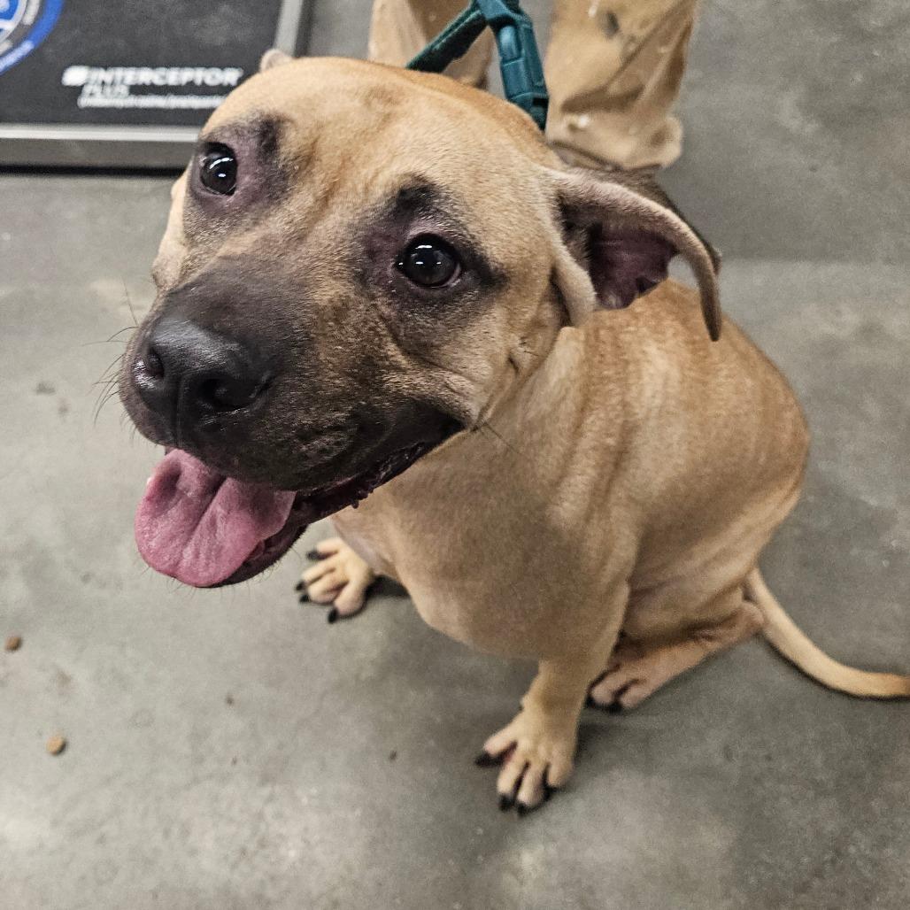 Sulley, Adoptable, Adult Male Terrier & Terrier.