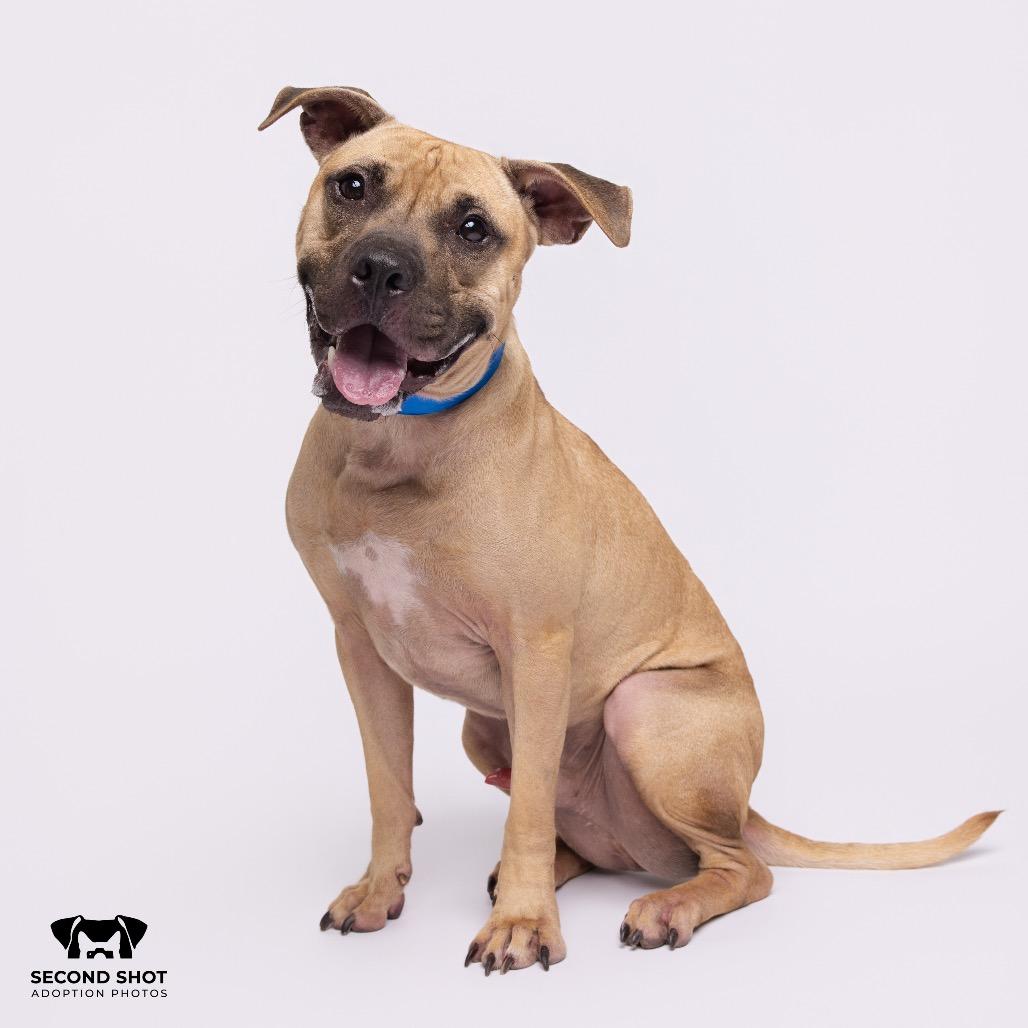 Enlarge Sulley, a Adoptable mixed breed in Tampa, FL image 2/4