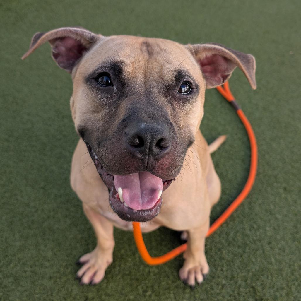 Enlarge Sulley, a Adoptable mixed breed in Tampa, FL image 3/4