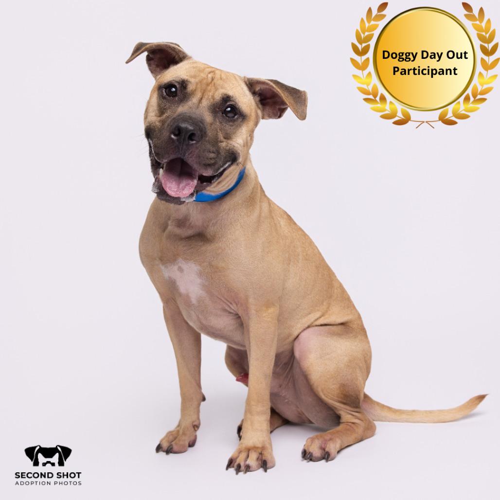 Enlarge Sulley, a Adoptable mixed breed in Tampa, FL image 4/4