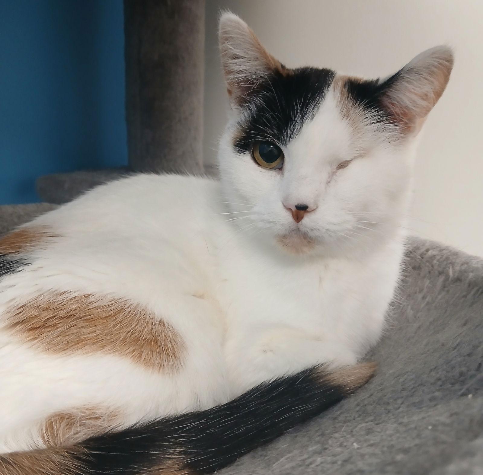 Castaspella, Adoptable, Adult Female Domestic Short Hair.