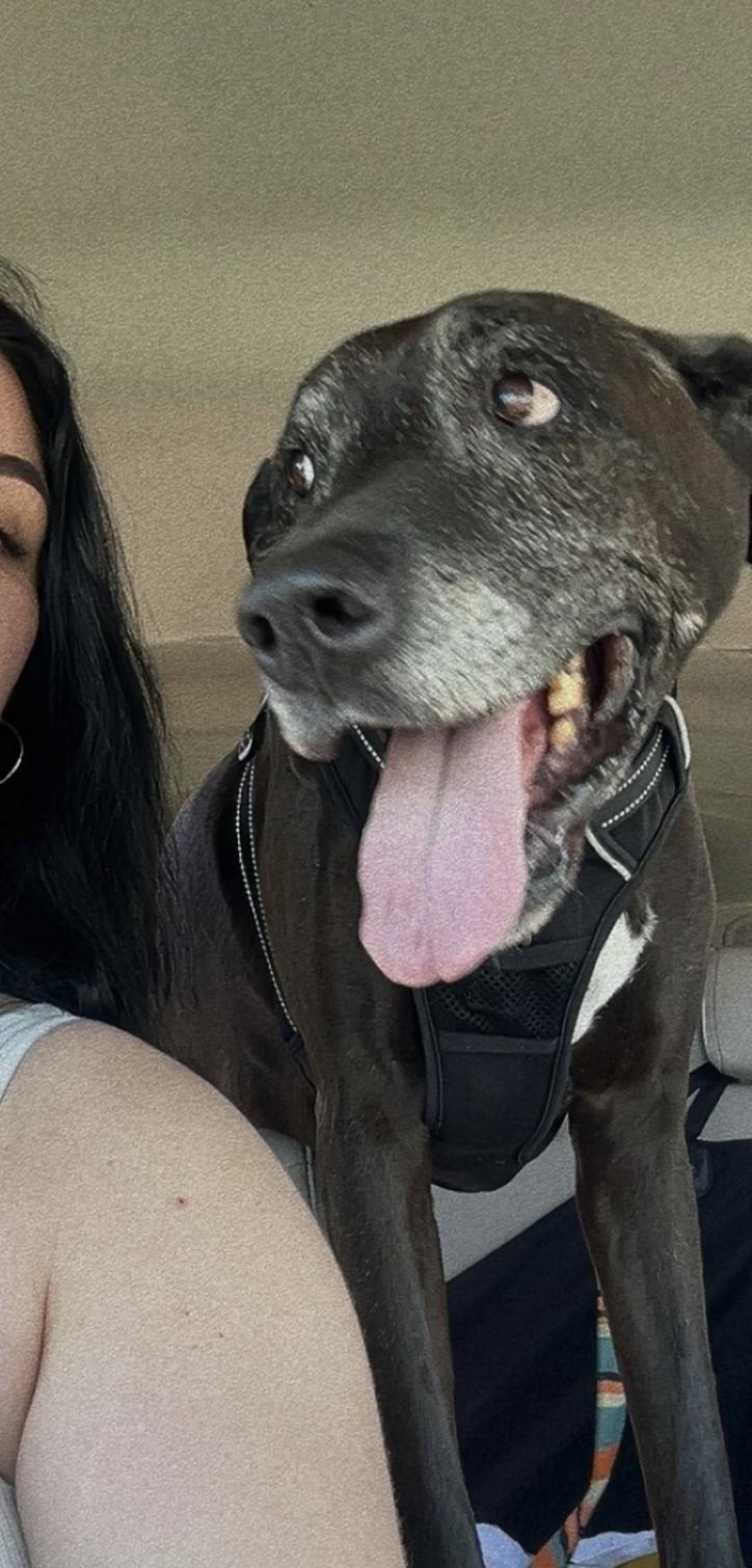 Prince, a ADOPTABLE mixed breed in Hawthorne, CA image 1/6