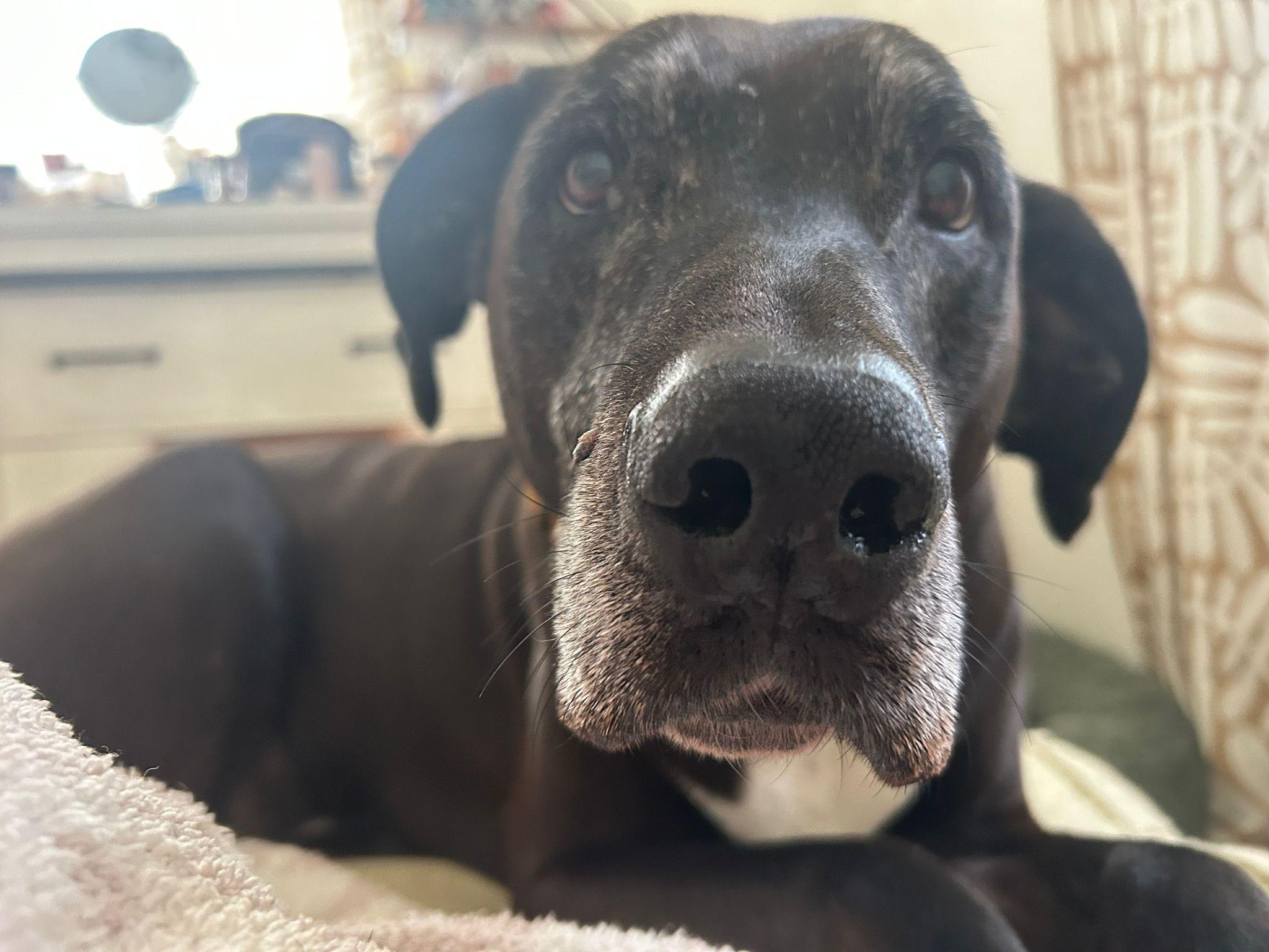 Prince, a ADOPTABLE mixed breed in Hawthorne, CA image 2/6