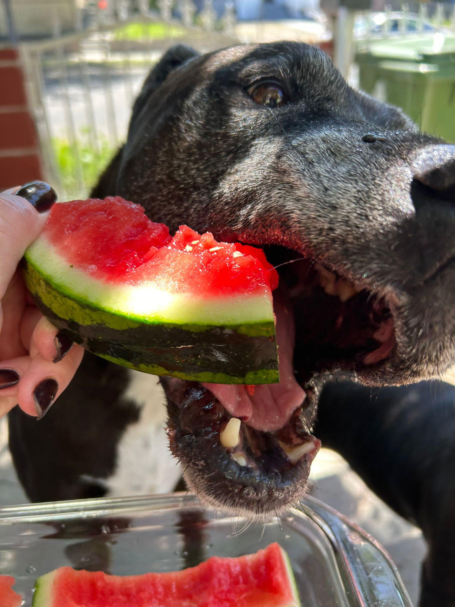 Prince, a ADOPTABLE mixed breed in Hawthorne, CA image 4/6