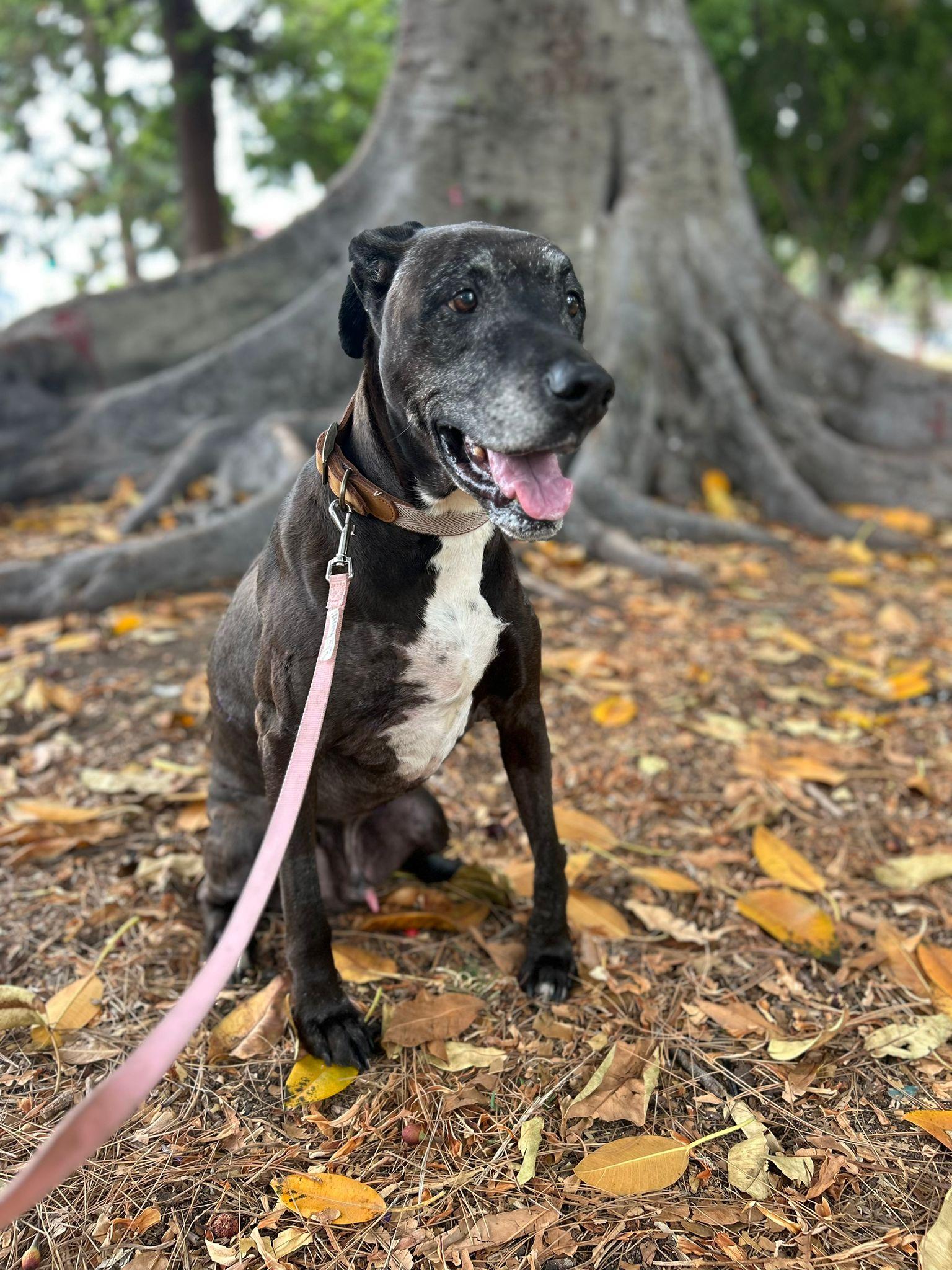Prince, ADOPTABLE, Senior Male Labrador Retriever & Great Dane.