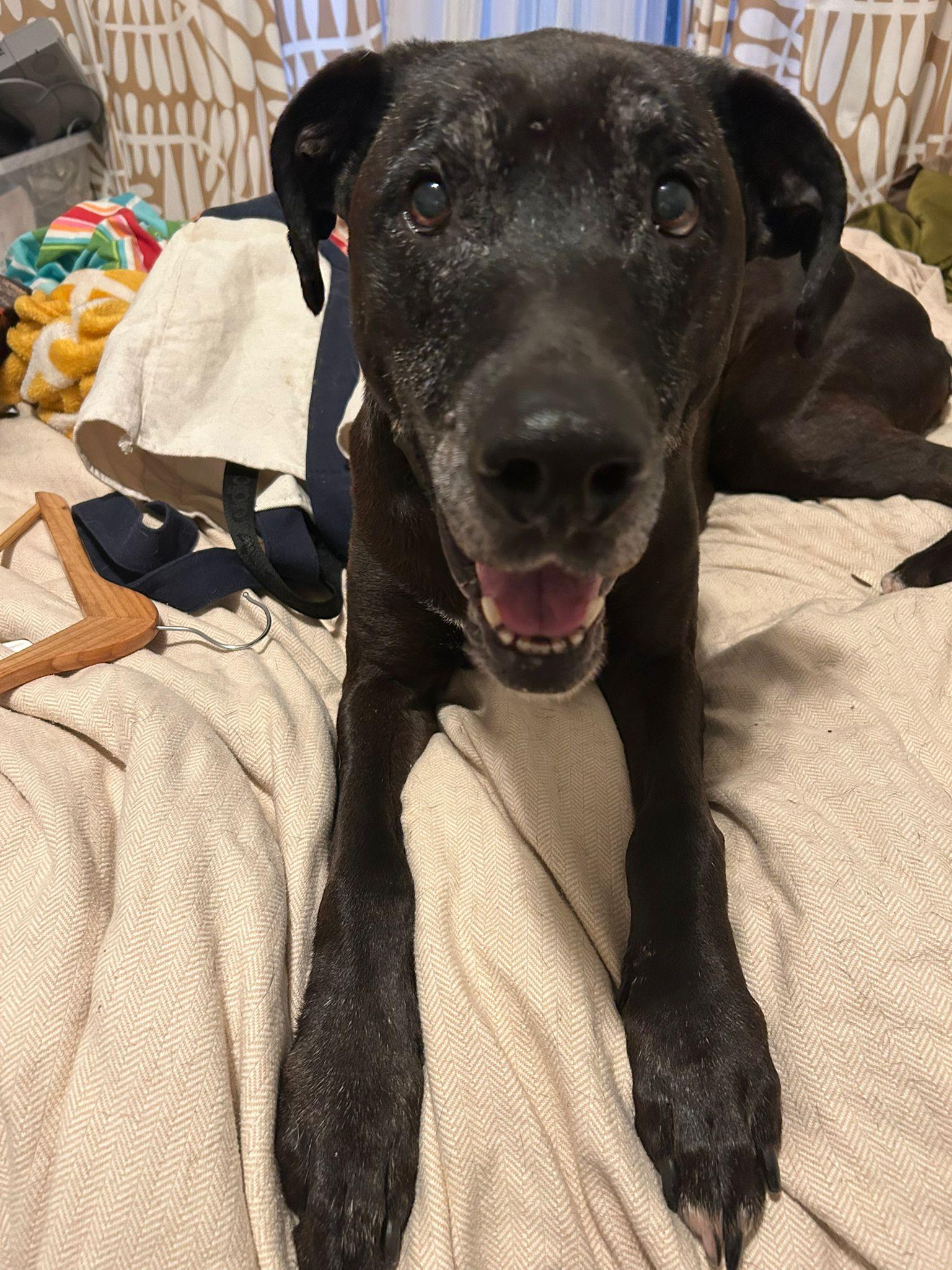 Prince, a ADOPTABLE mixed breed in Hawthorne, CA image 6/6