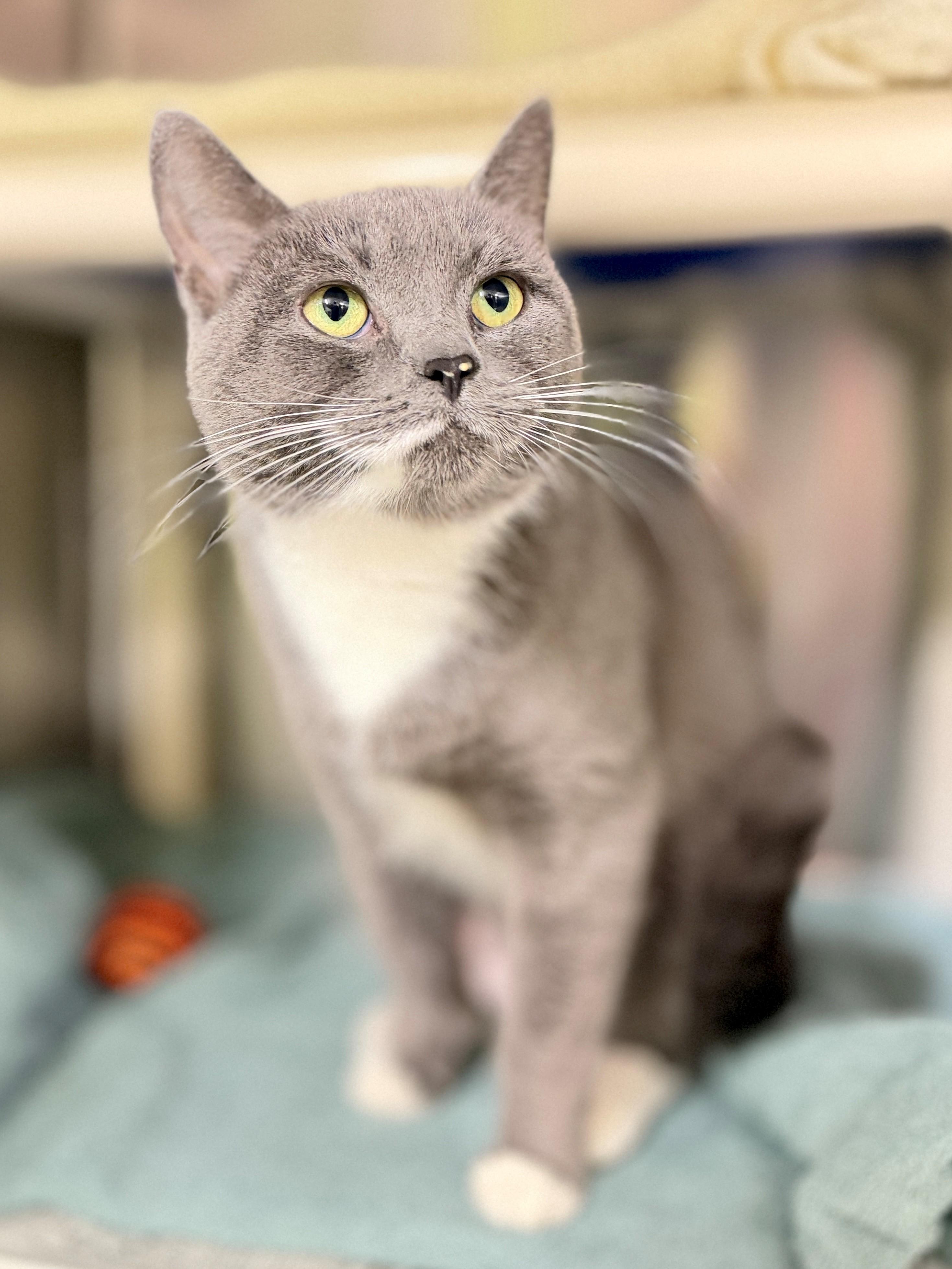 Enlarge Trixie, a Adoptable Domestic Short Hair in Hamilton, ON image 2/4