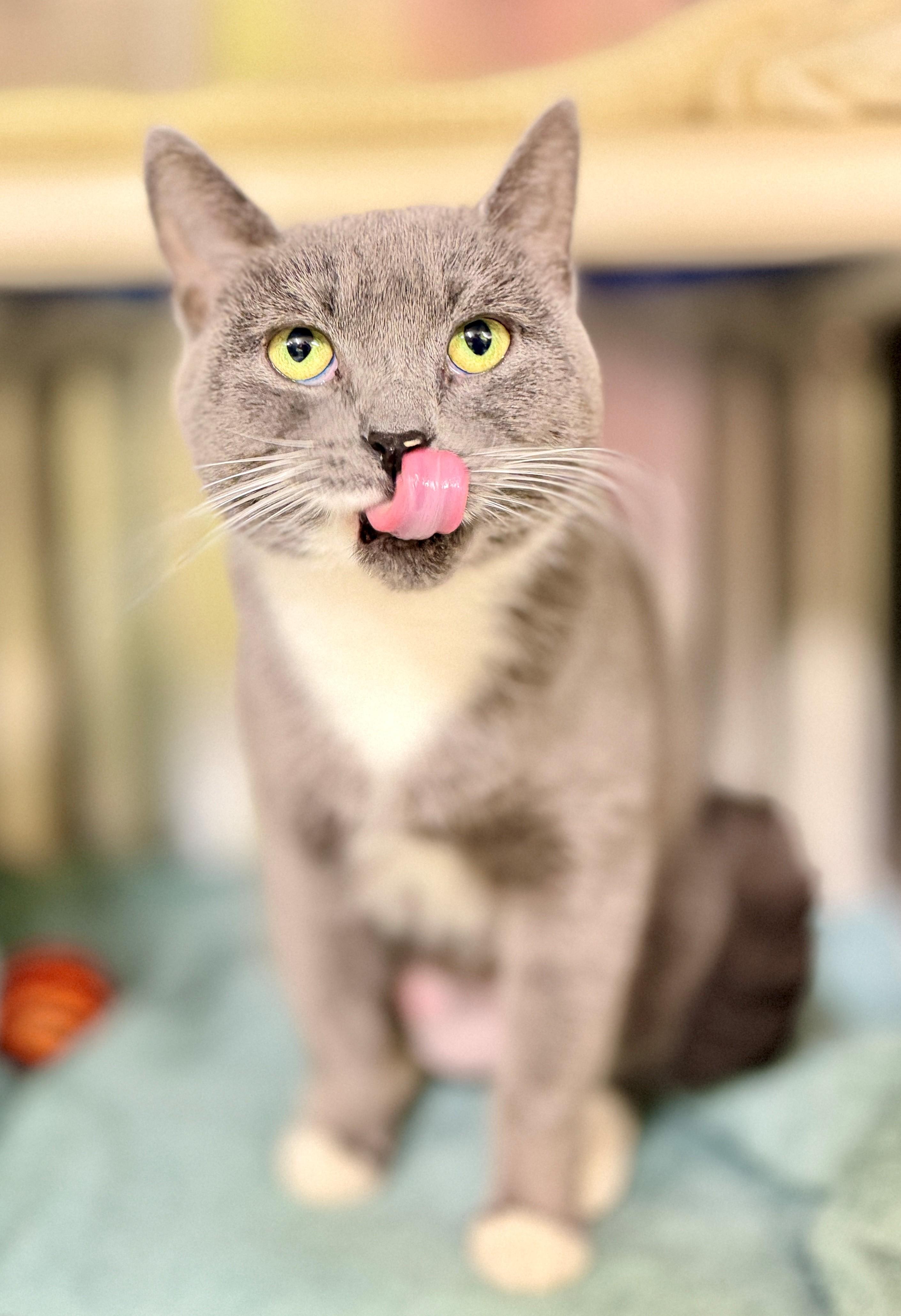 Enlarge Trixie, a Adoptable Domestic Short Hair in Hamilton, ON image 3/4