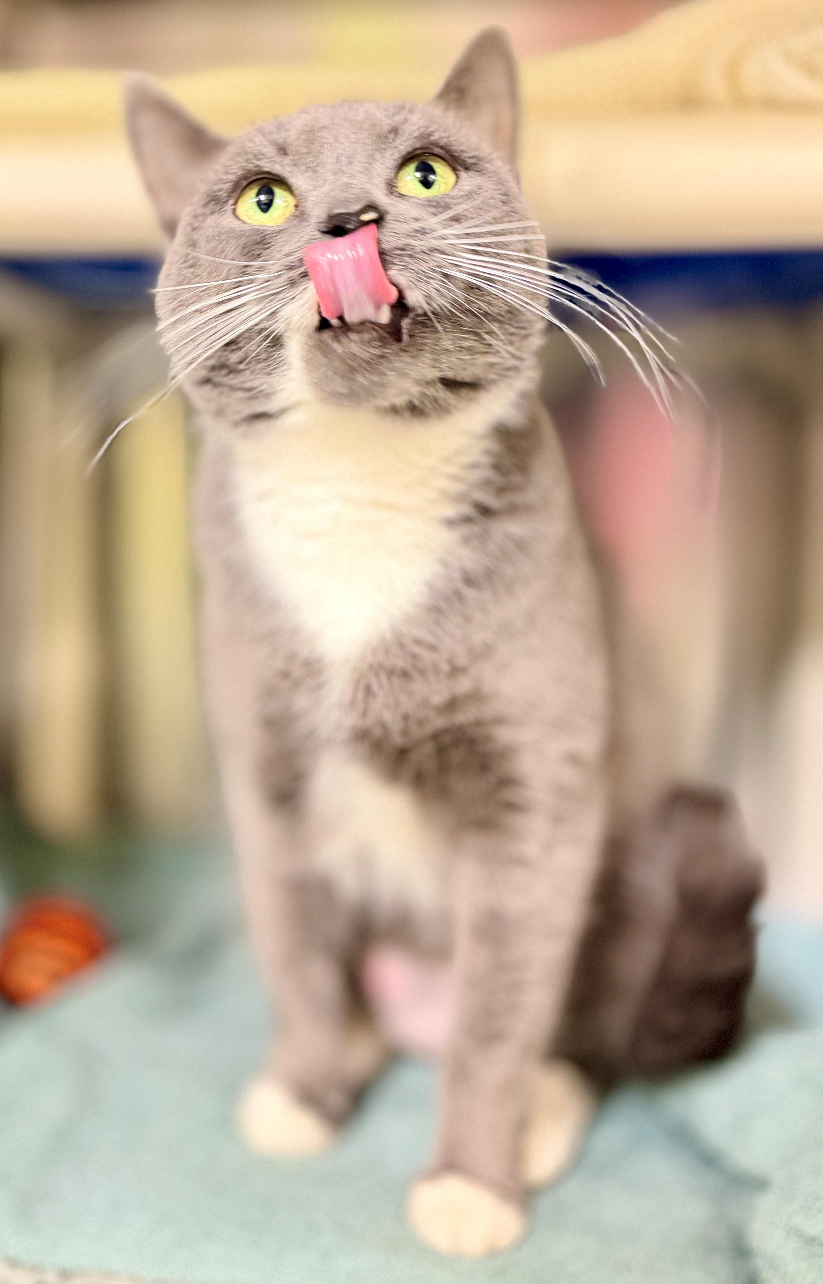 Enlarge Trixie, a Adoptable Domestic Short Hair in Hamilton, ON image 4/4