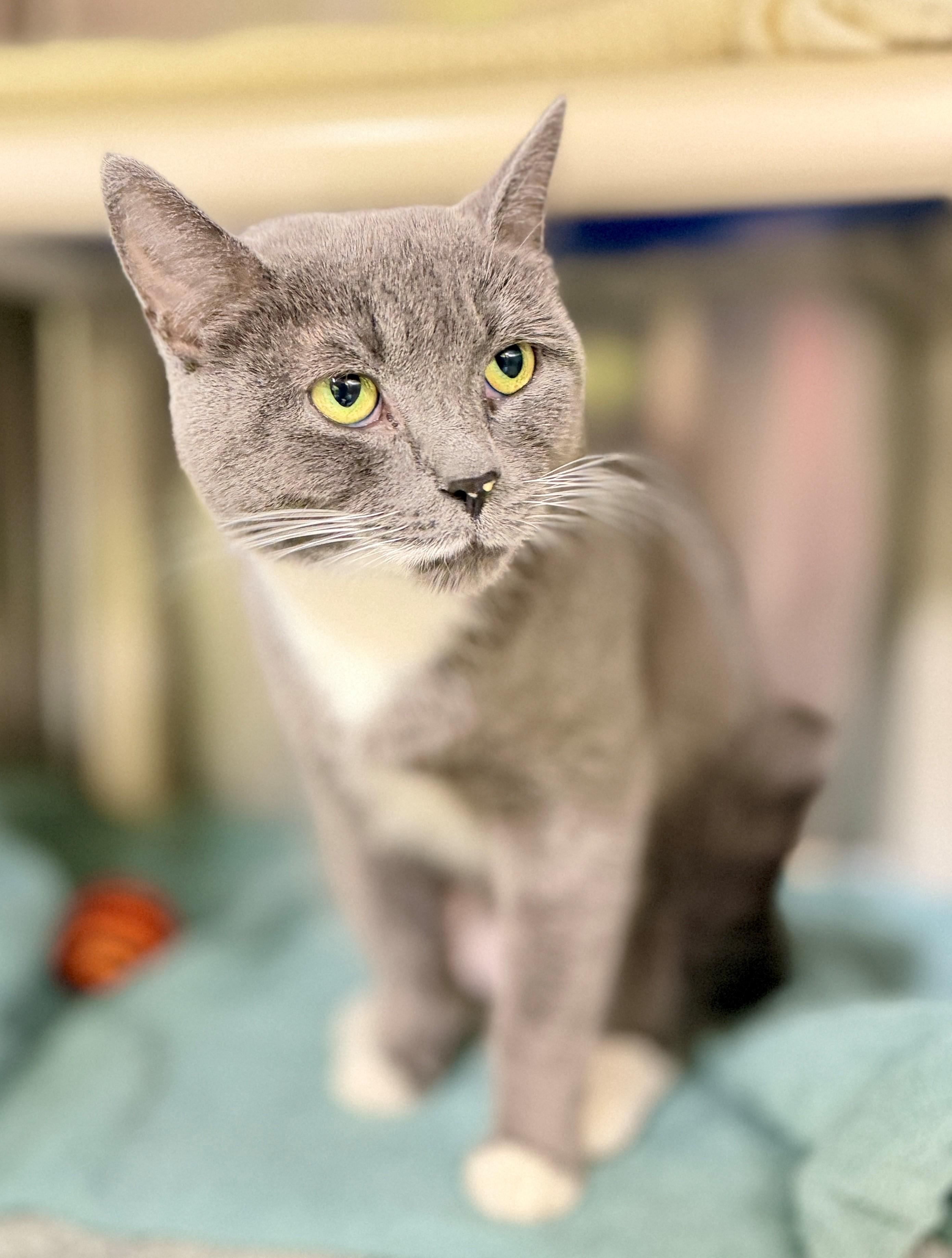 Enlarge Trixie, a Adoptable Domestic Short Hair in Hamilton, ON image 1/4