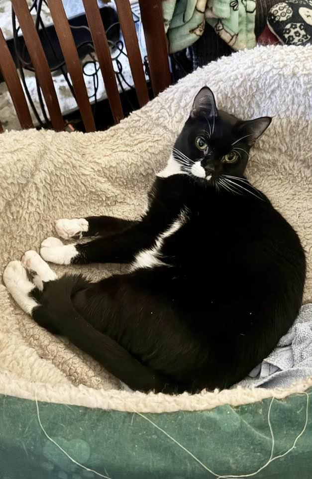 Enlarge Moon Pie, a Adoptable Tuxedo in Columbia, SC image 1/4