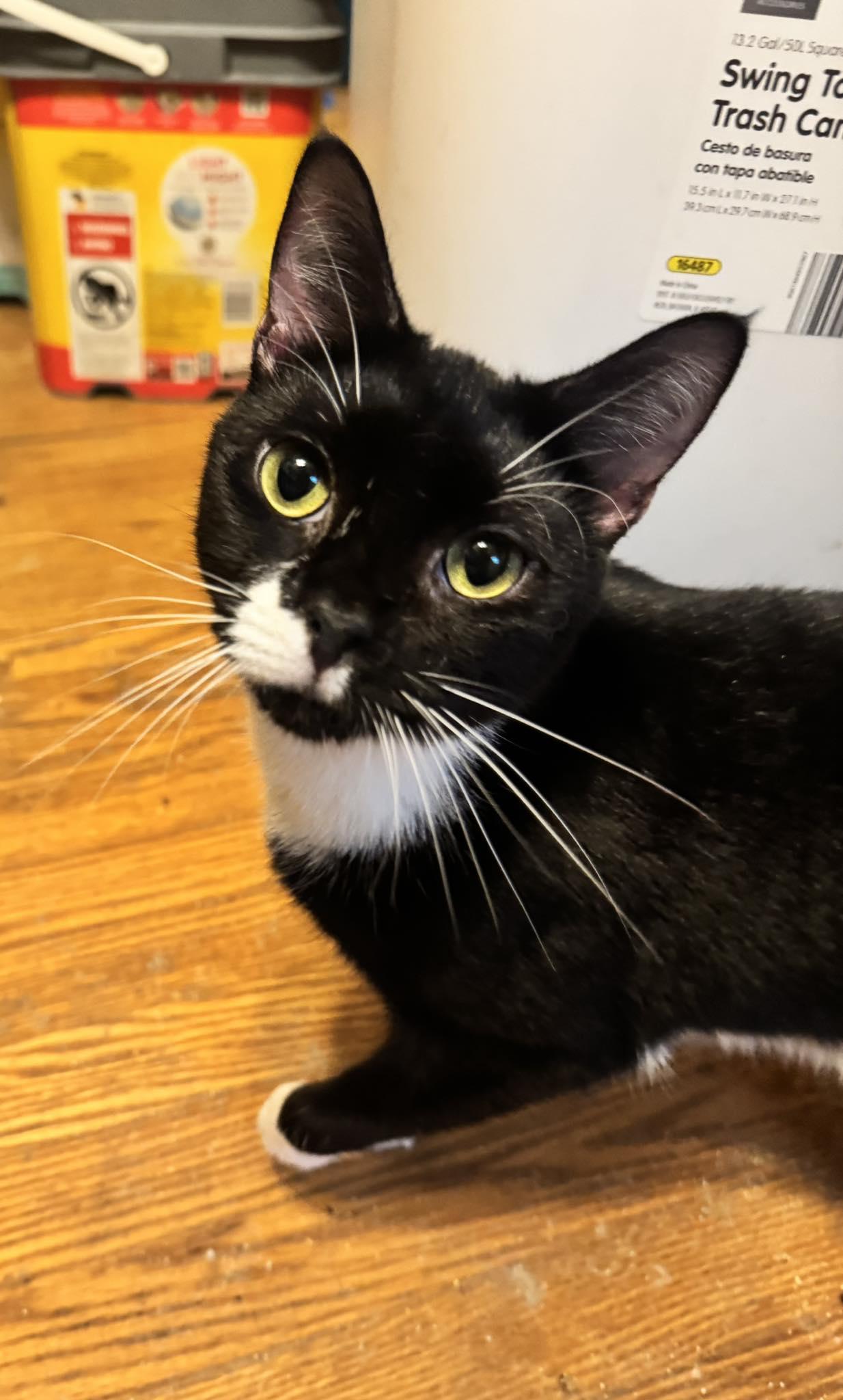 Enlarge Moon Pie, a Adoptable Tuxedo in Columbia, SC image 2/4