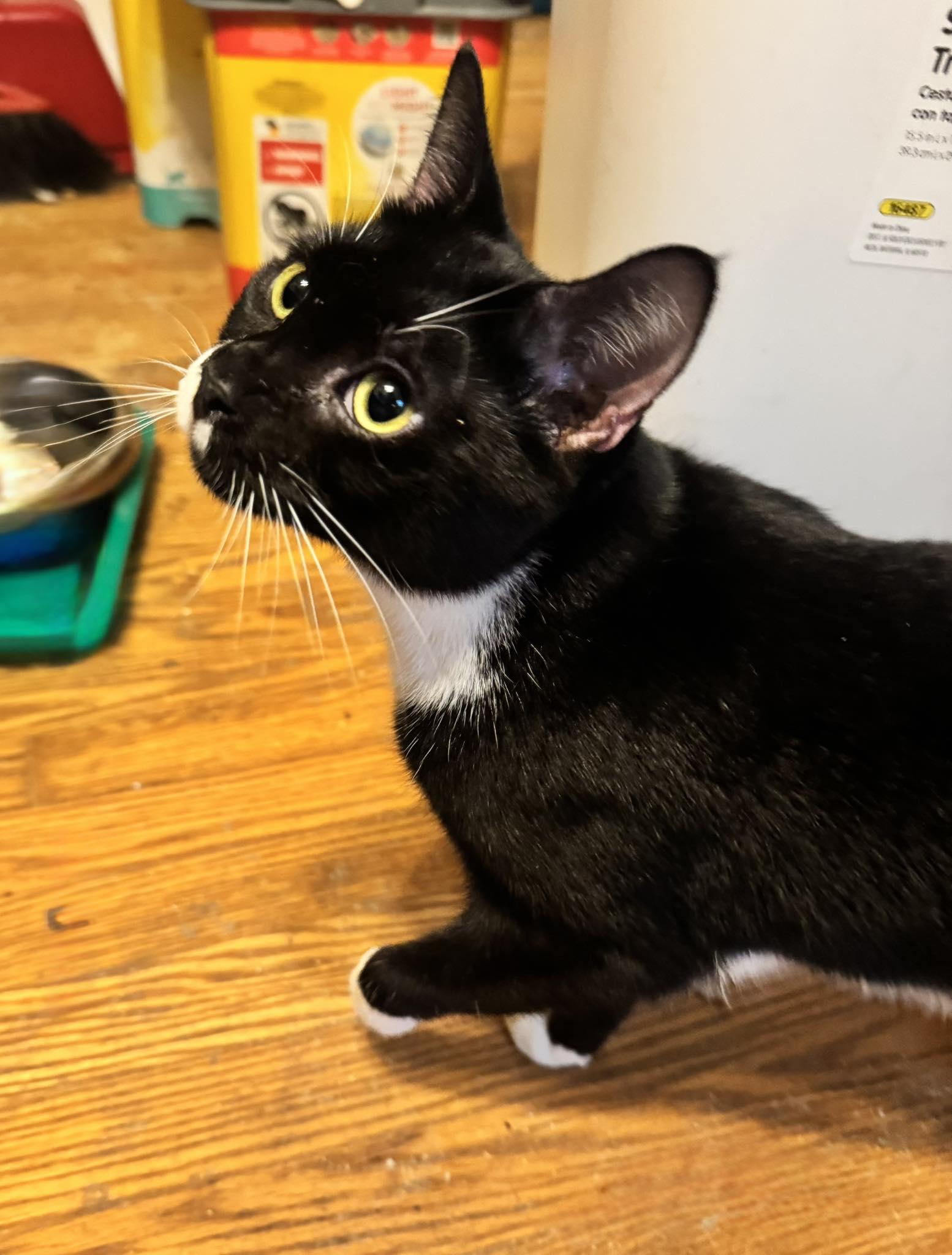 Enlarge Moon Pie, a Adoptable Tuxedo in Columbia, SC image 3/4
