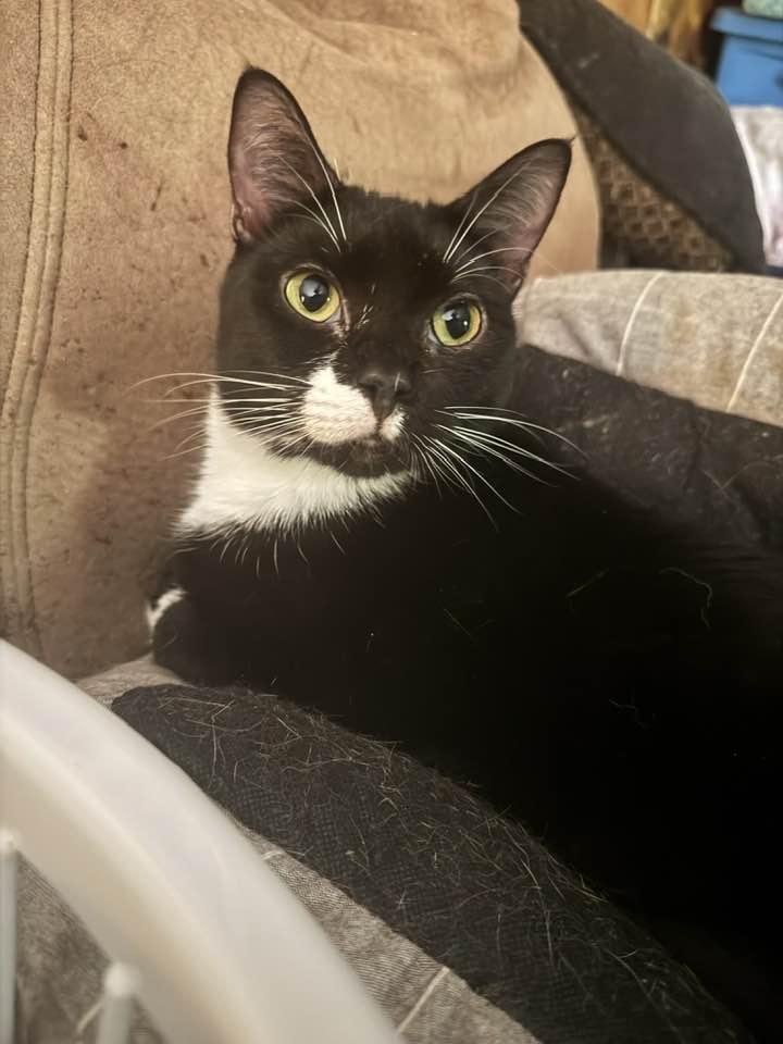 Enlarge Moon Pie, a Adoptable Tuxedo in Columbia, SC image 4/4