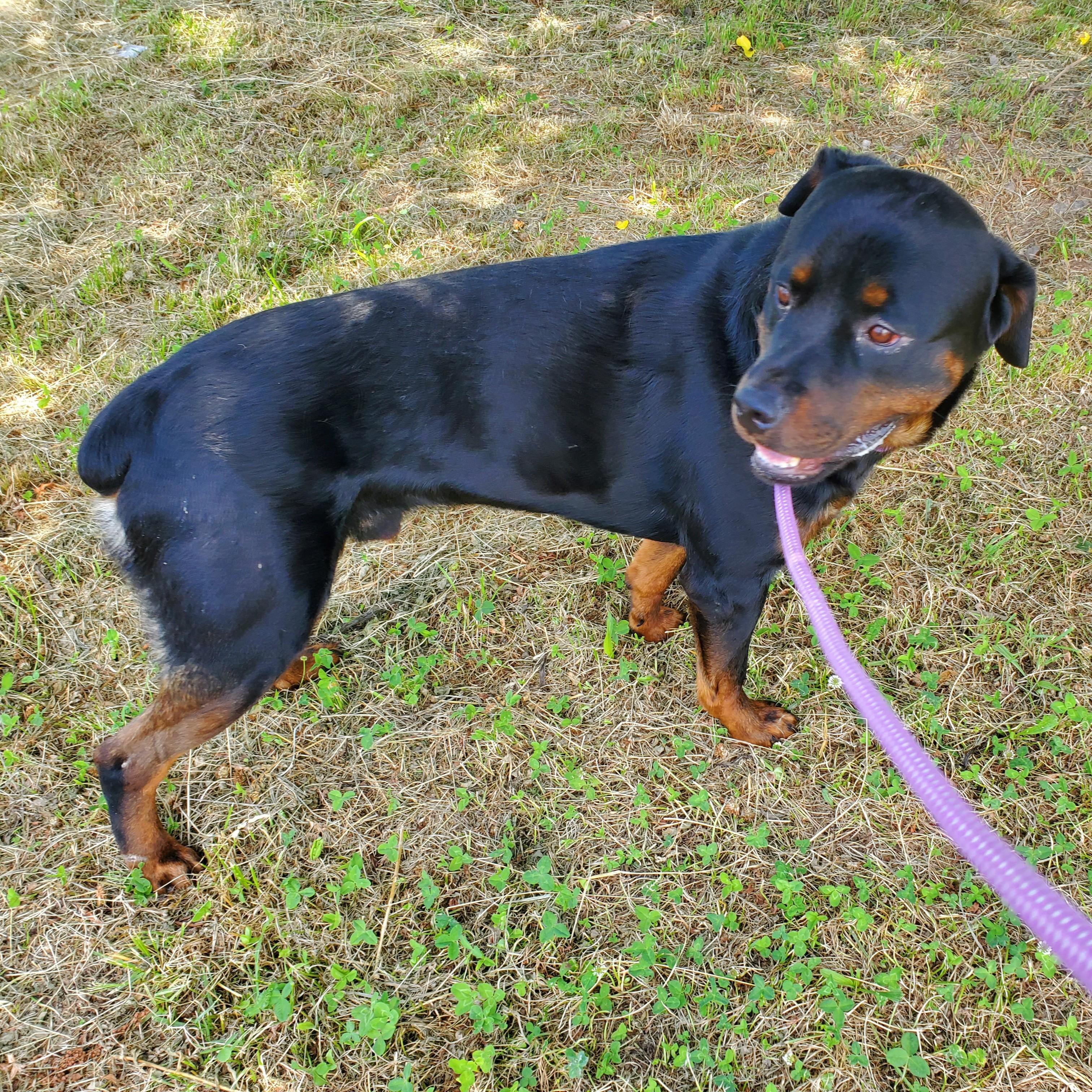 Sweetpea, an adopted Rottweiler in Jersey city, NJ image 2/4