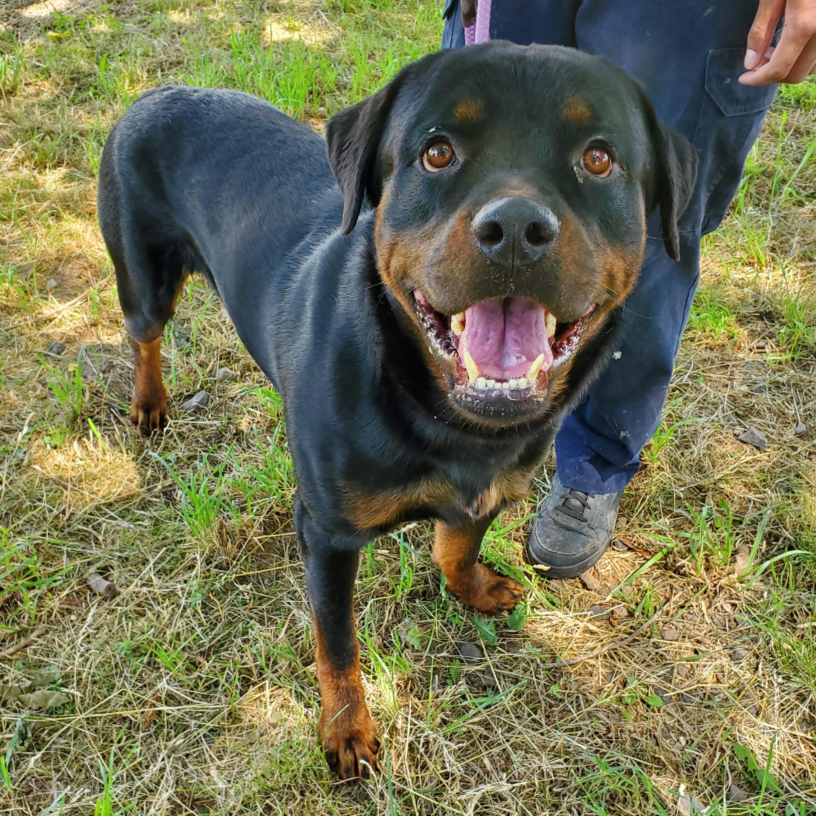 Sweetpea, adopted, Young Male Rottweiler.