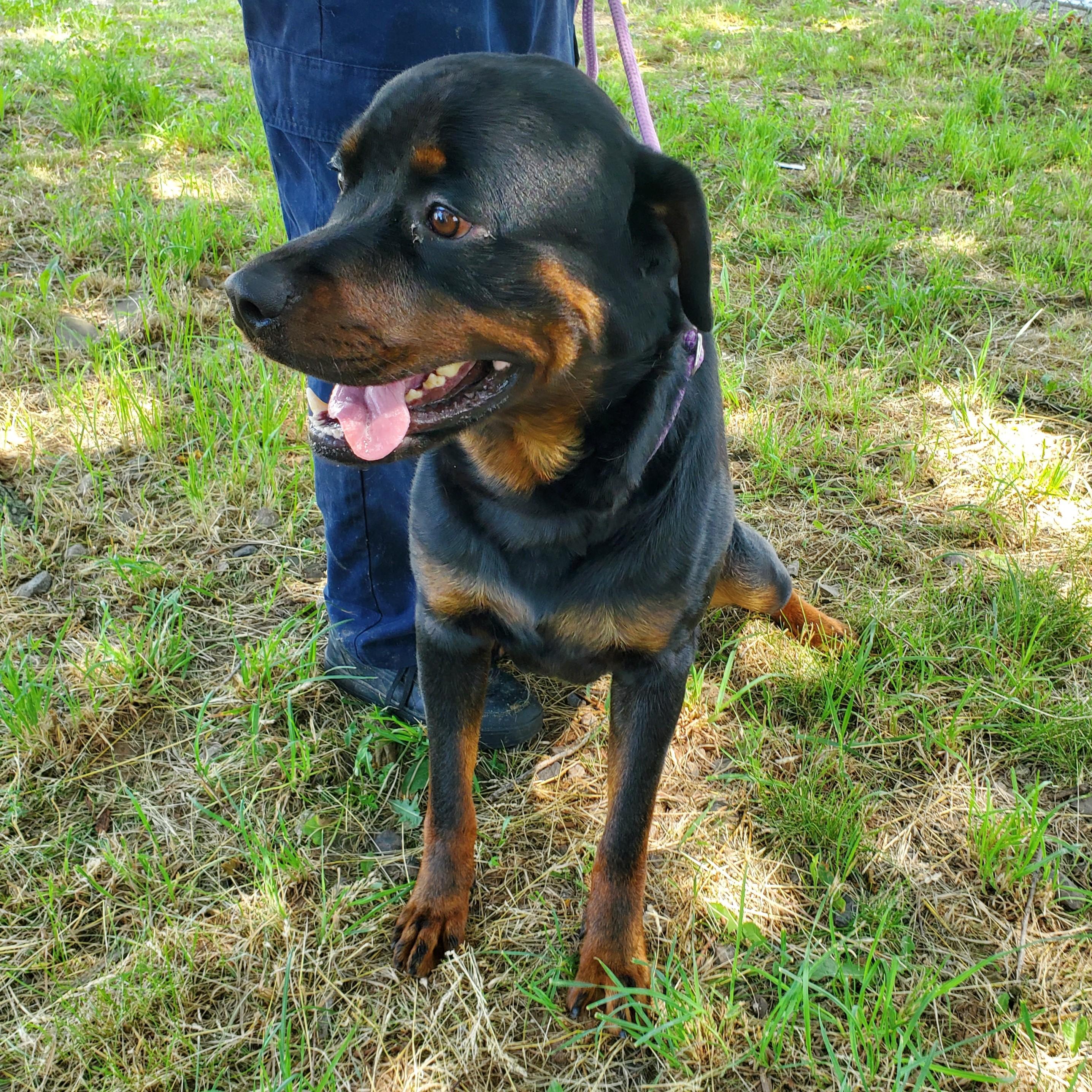 Sweetpea, an adopted Rottweiler in Jersey city, NJ image 4/4