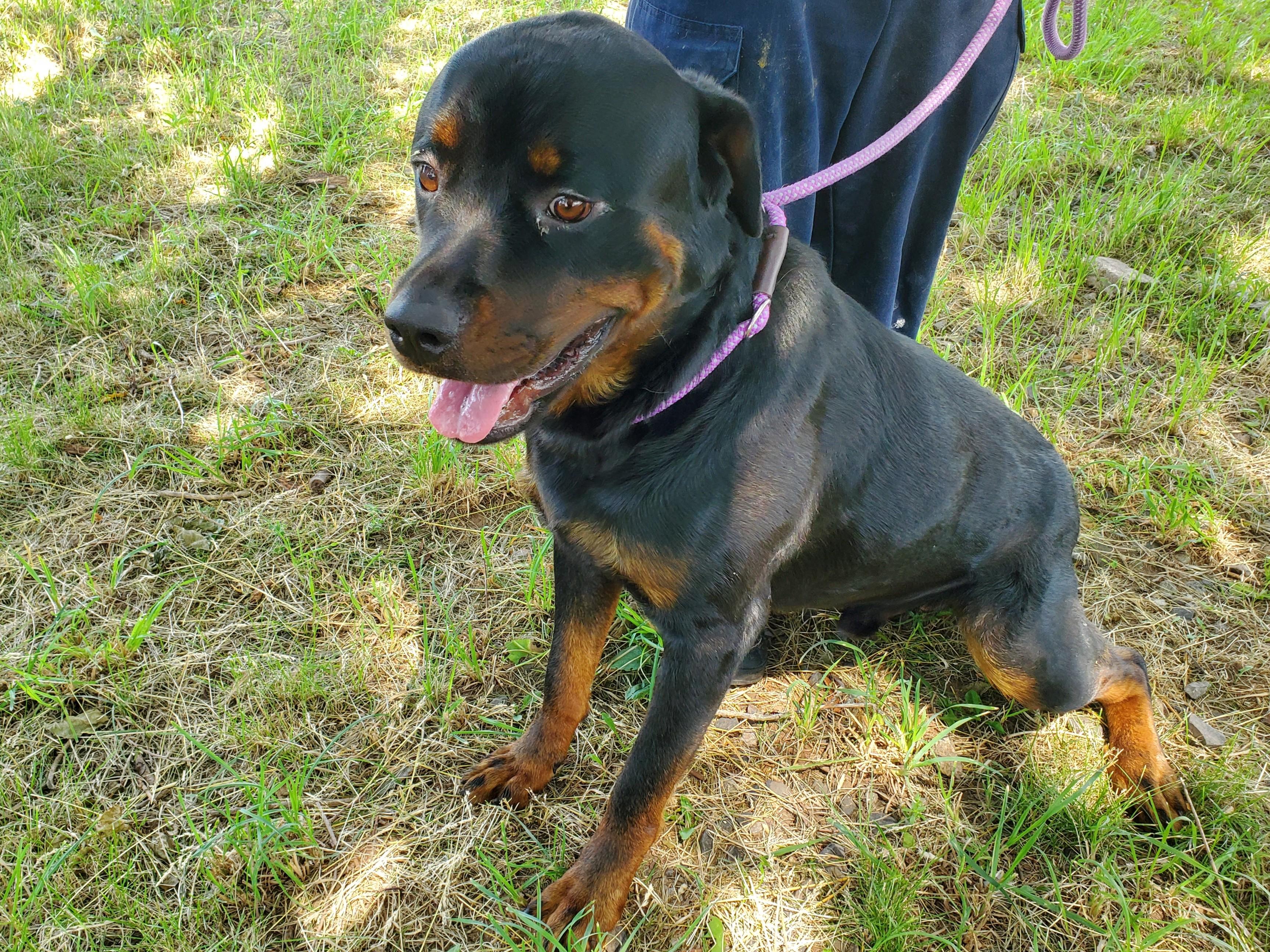 Sweetpea, an adopted Rottweiler in Jersey city, NJ image 3/4