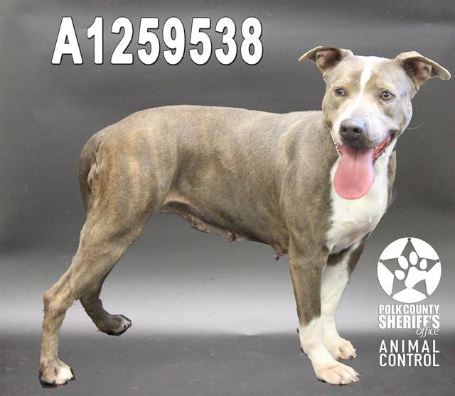 VALENTINE, Adoptable, Young Female American Bulldog & Mixed Breed.