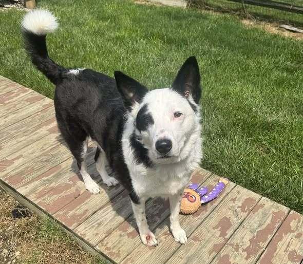 1134 Enzo, a Adoptable mixed breed in Ringwood, IL image 1/4