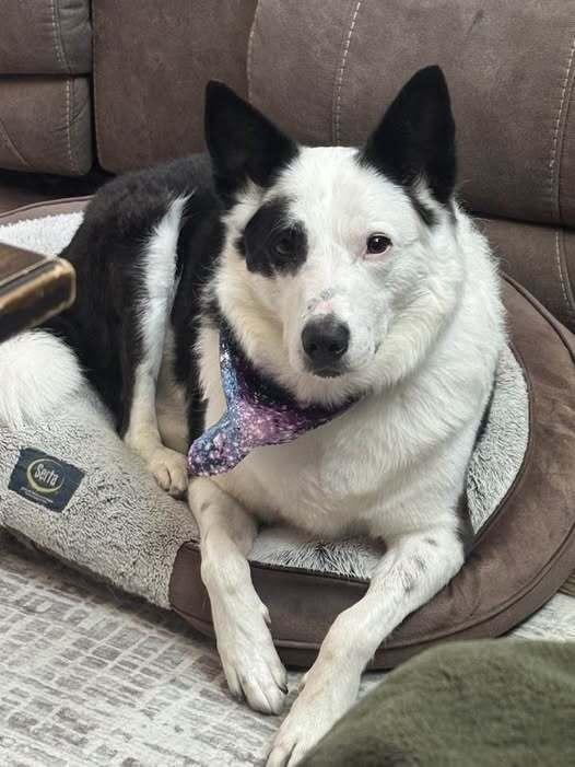 1134 Enzo, a Adoptable mixed breed in Ringwood, IL image 2/4