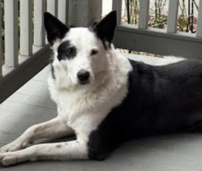 1134 Enzo, a Adoptable mixed breed in Ringwood, IL image 3/4