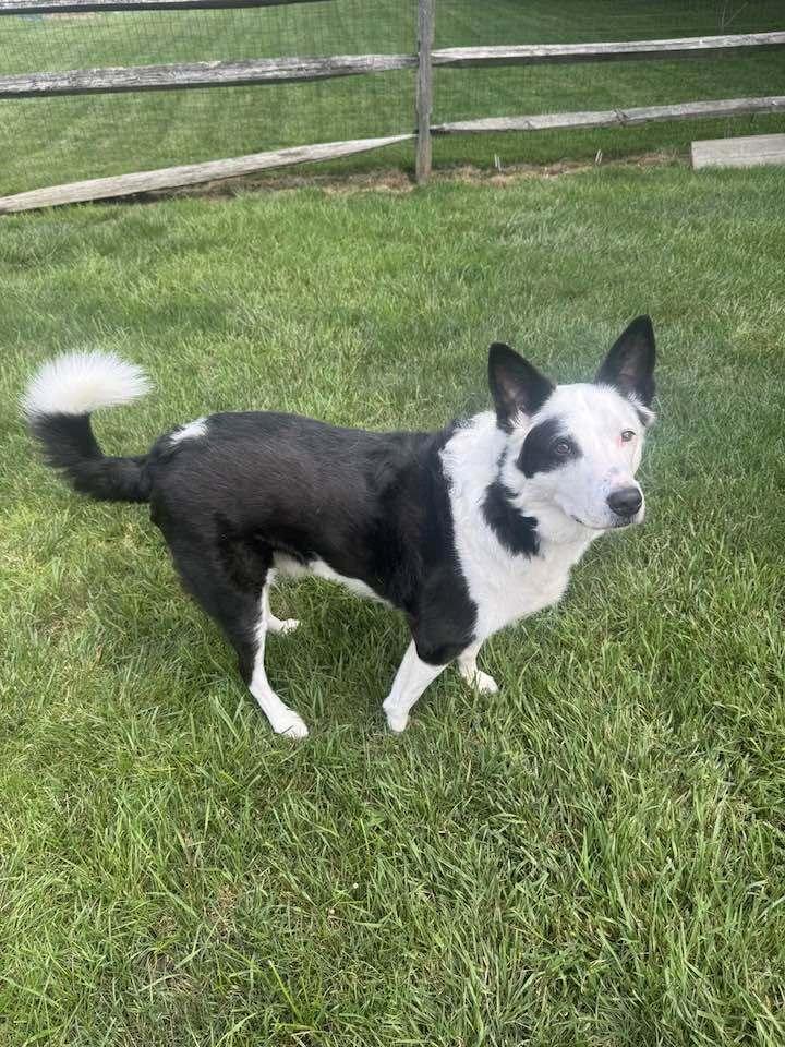 1134 Enzo, a Adoptable mixed breed in Ringwood, IL image 4/4