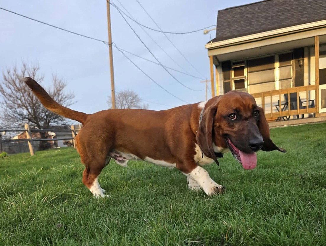 Enlarge Moose (4/2026), a Adopted Basset Hound in Brookville, OH image 2/3
