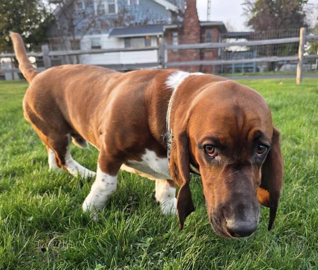 Enlarge Moose (4/2026), a Adopted Basset Hound in Brookville, OH image 3/3