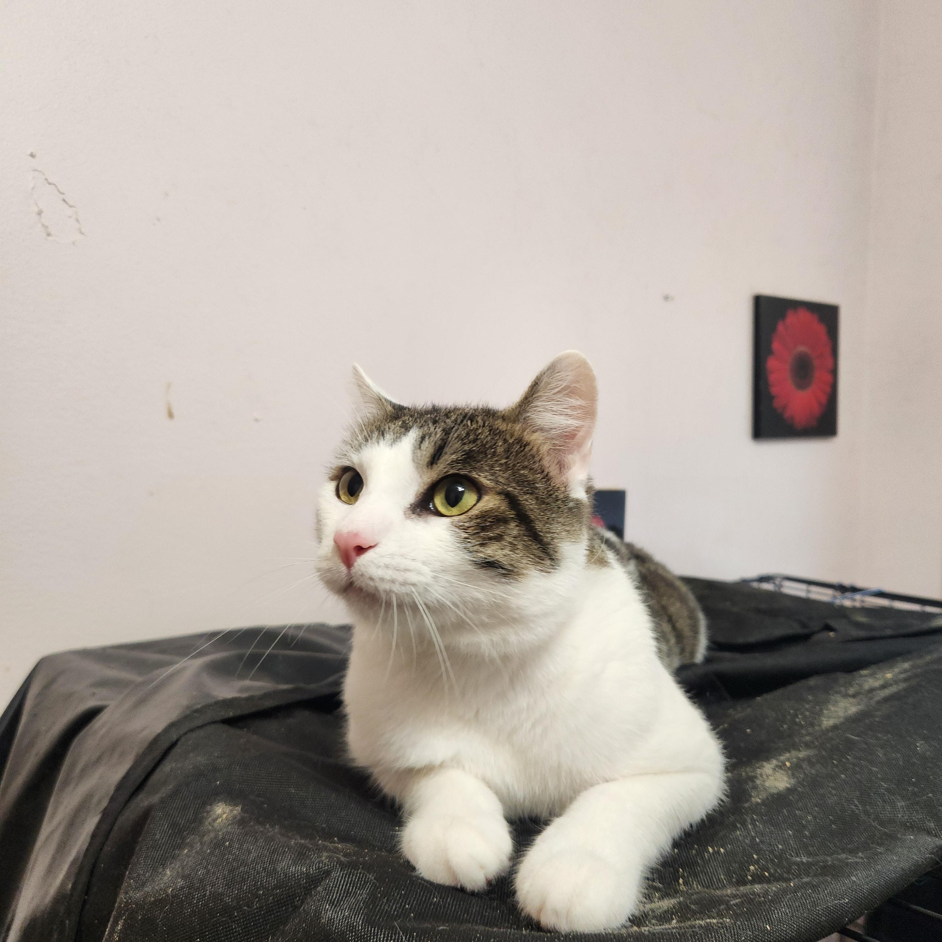 Enlarge Pluto, a Adoptable Domestic Short Hair in Sudbury, MA image 2/2