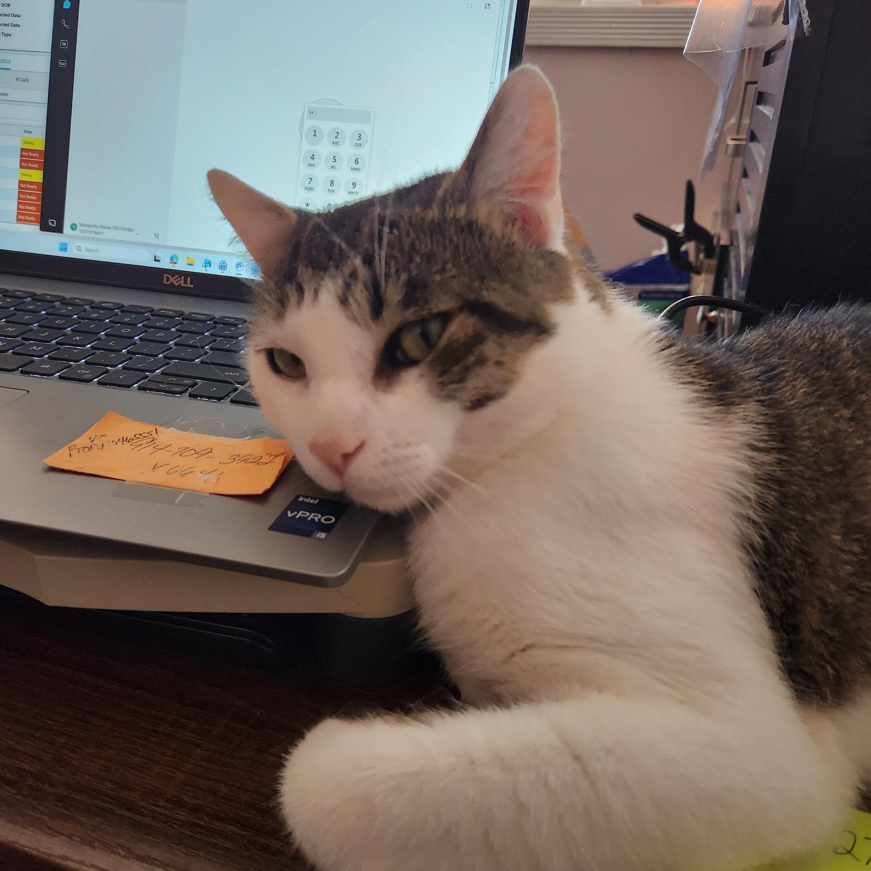 Enlarge Pluto, a Adoptable Domestic Short Hair in Sudbury, MA image 1/2