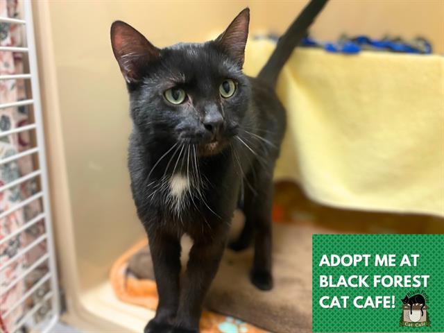 BRUNO, Adoptable, Young Male Domestic Short Hair.