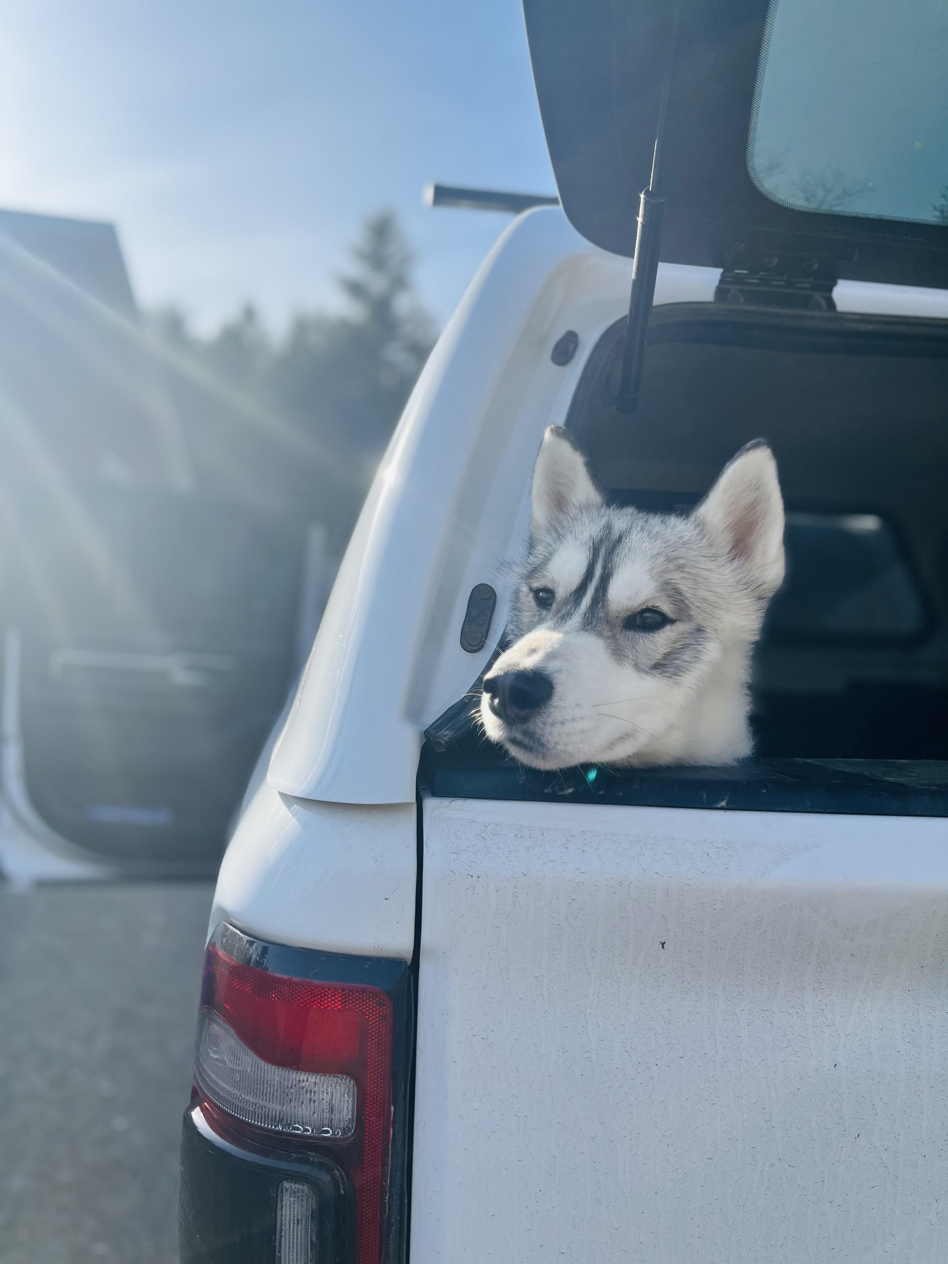 Enlarge Bandit, a Adoptable Siberian Husky in Stockton Springs, ME image 2/3