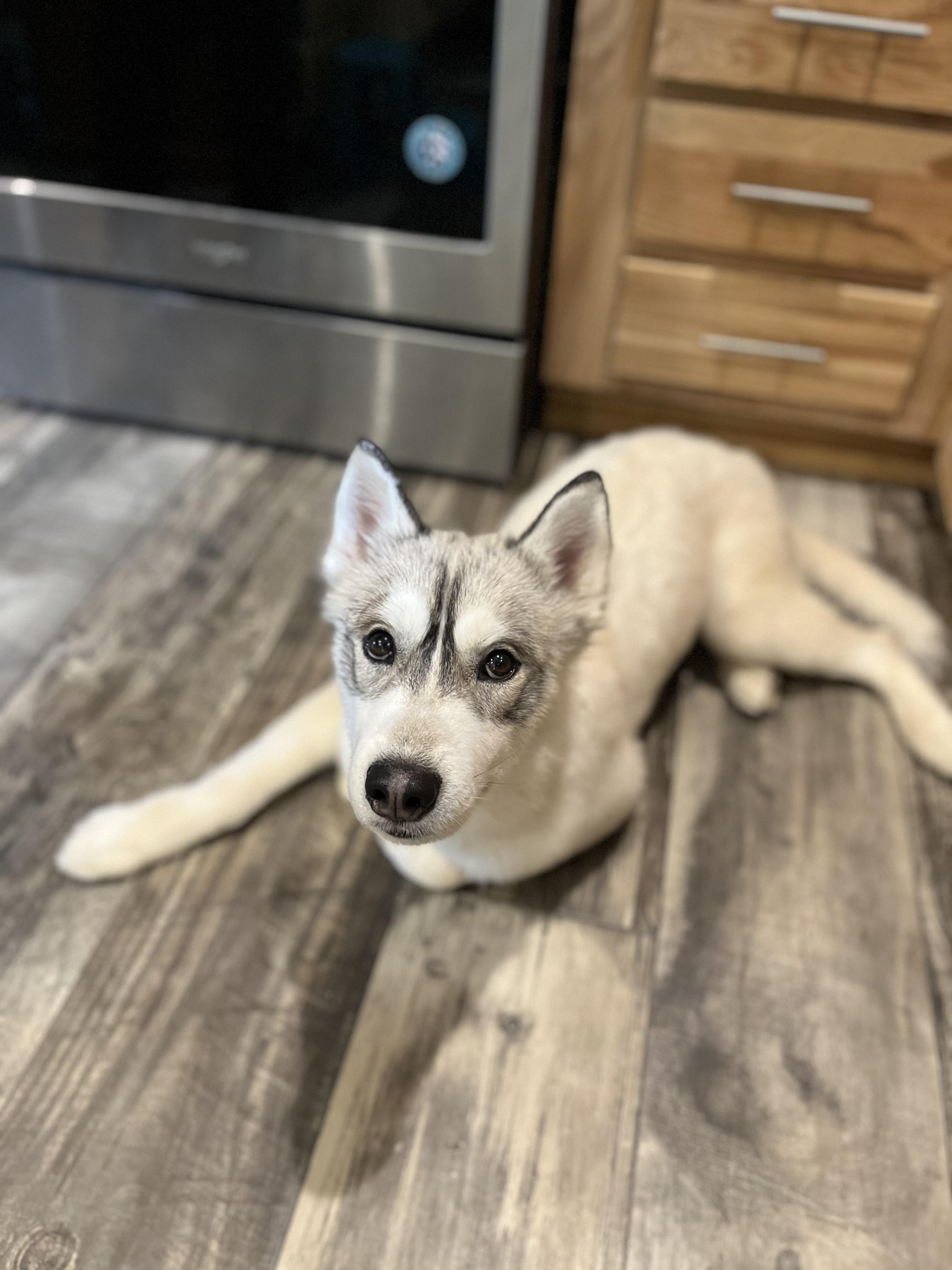 Bandit, Adoptable, Adult Male Siberian Husky.