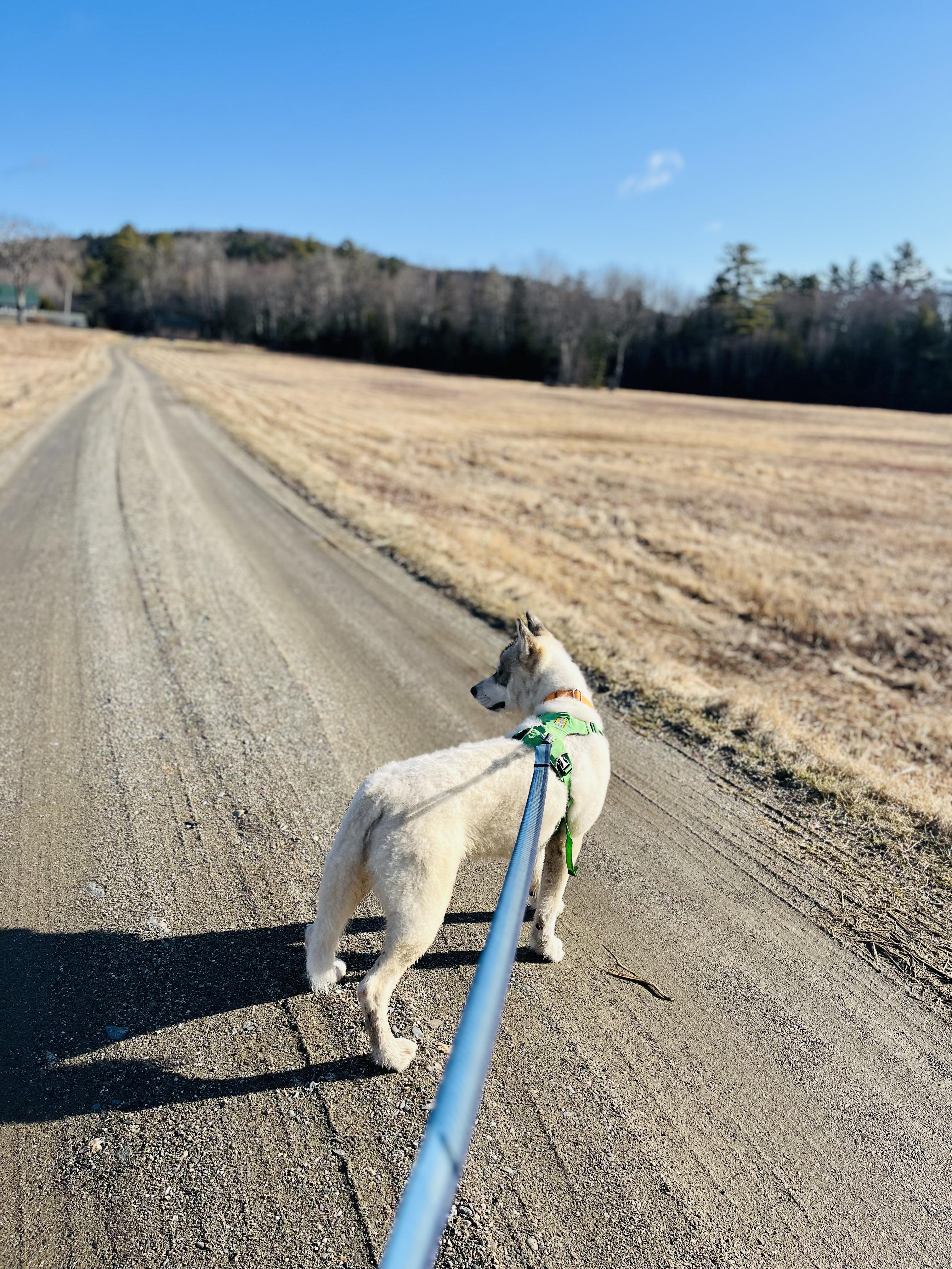 Enlarge Bandit, a Adoptable Siberian Husky in Stockton Springs, ME image 3/3