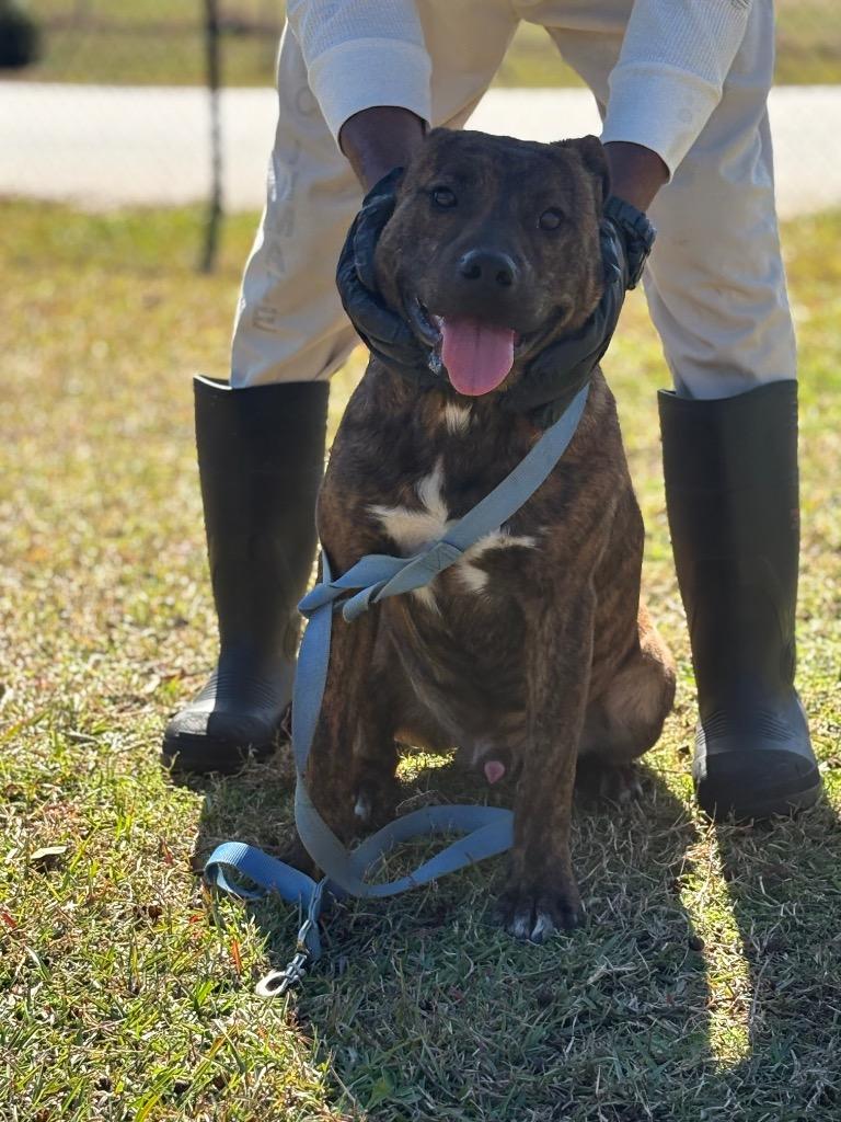 Enlarge King henry, a Adoptable mixed breed in Effingham, SC image 1/4