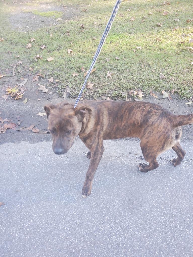 Enlarge King henry, a Adoptable mixed breed in Effingham, SC image 2/4
