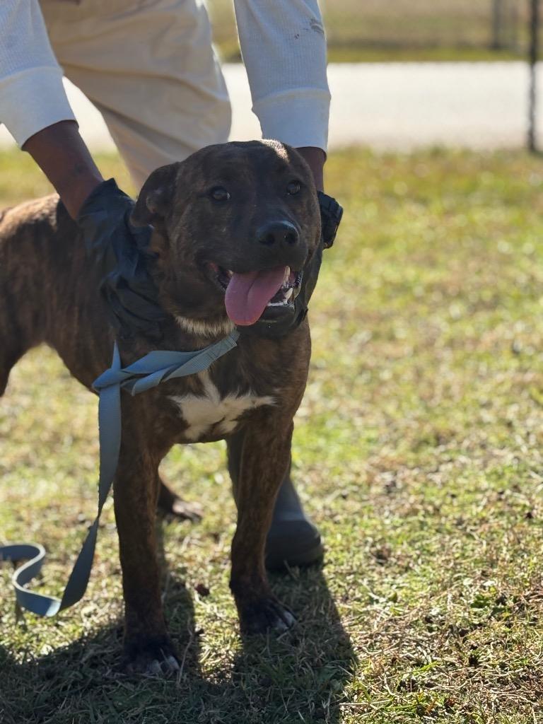 Enlarge King henry, a Adoptable mixed breed in Effingham, SC image 3/4