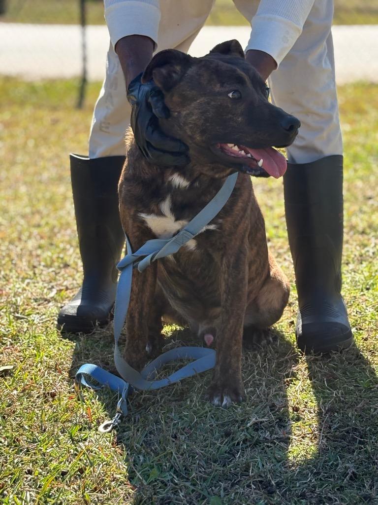 Enlarge King henry, a Adoptable mixed breed in Effingham, SC image 4/4