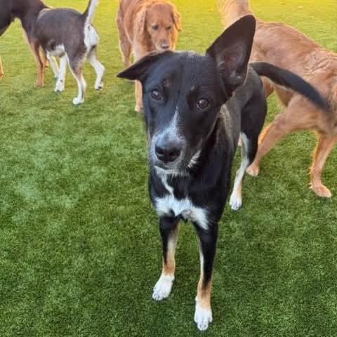 Enlarge Willow, a Adoptable mixed breed in Boulder, CO image 6/6