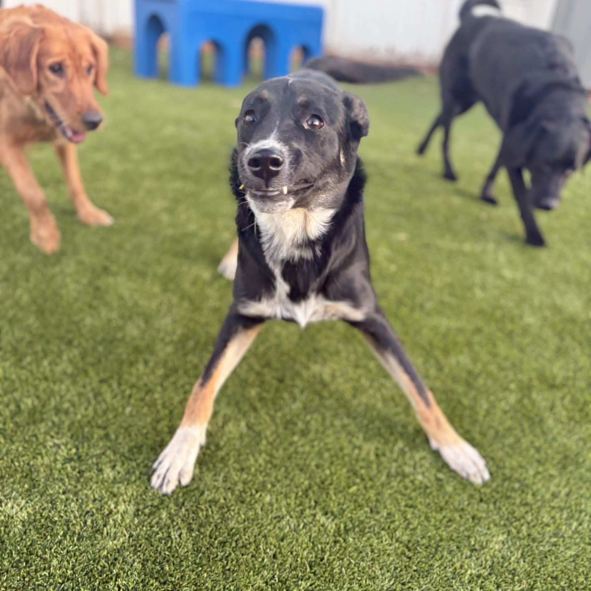 Enlarge Willow, a Adoptable mixed breed in Boulder, CO image 4/6