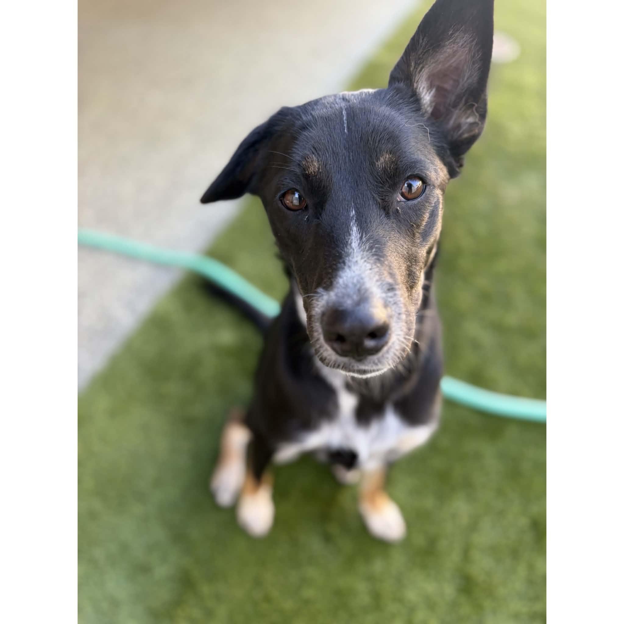 Enlarge Willow, a Adoptable mixed breed in Boulder, CO image 5/6