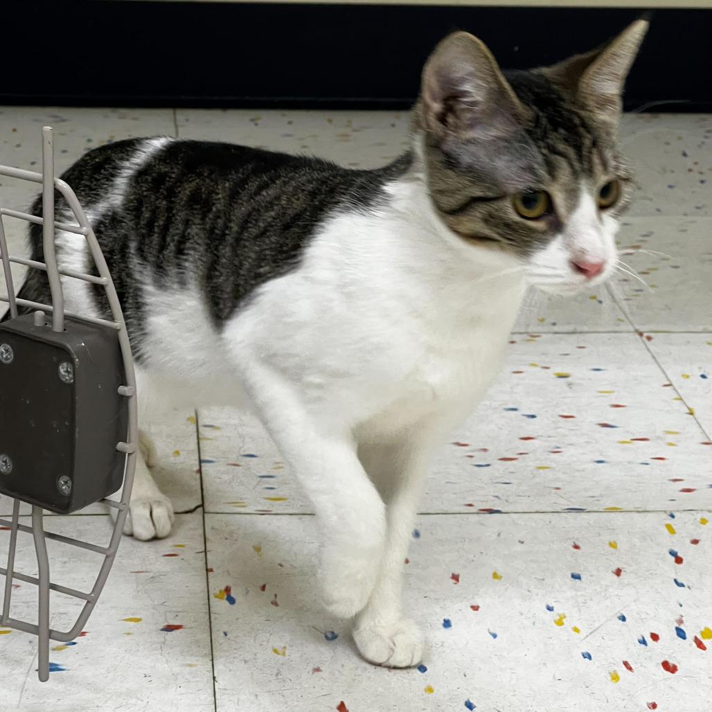 Thimble, Adoptable, Young Female Domestic Short Hair.