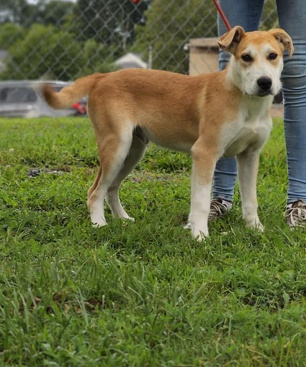 Abraham, a Adoptable mixed breed in Cleveland, TN image 1/2