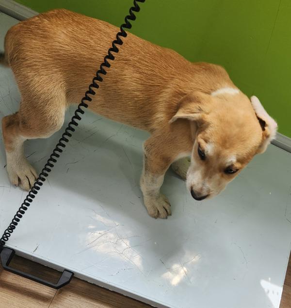 Abraham, a Adoptable mixed breed in Cleveland, TN image 2/2